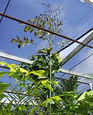 Brown-tipping on only the exposed area of a C. urens leaflet that pierce through the shade cloth while opening.