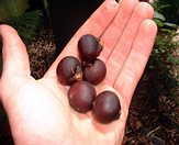  Caryota urens fruit