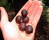 Caryota  urens fruit, brown in color.  Darker colored
seed is inside and would be seen with cleaning.