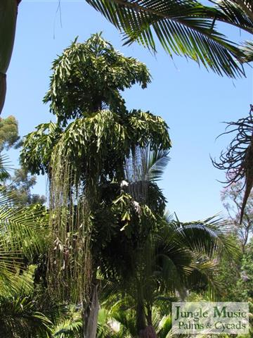 Caryota urens in blossom.  Notice flowers at
multiple levels on the trunk.