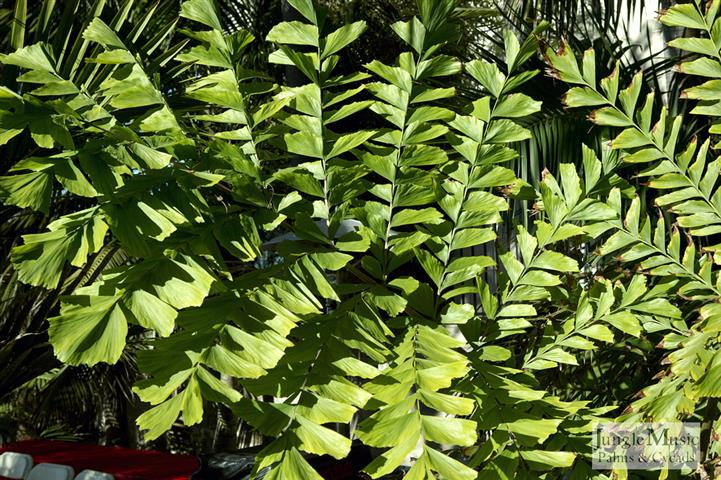 Caryota gigas leaf
nursery plant