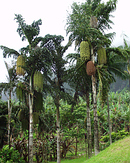 Caryota rumphiana
