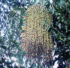  Caryota rumphiana