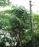   Caryota species