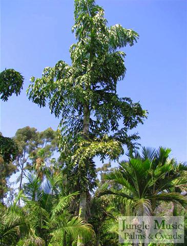 Caryota urens:   A massively tall, single trunked and attractive palm that is monocarpic and dies when it blossoms after about 25 years.  Very attractive.  Will tolerate to about 18-20 degrees, perhaps a bit lower, and needs lots of room.