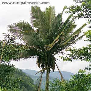  An exotic Ceroxylon gives nice canopy 