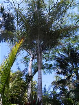 Ceroxylon species:  There are some species of Ceroxylon that may tolerate down to about 20 degrees.  These are single trunked, very tall pinnate palms that grow into full sun and wont take dry desert wind.