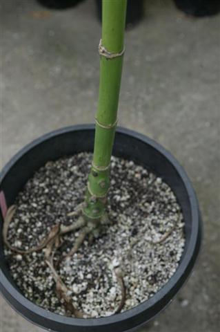 Single trunk species, C. alternans.  This
plant will always have just one trunk.