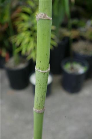  Chamaedorea trunk showing rings