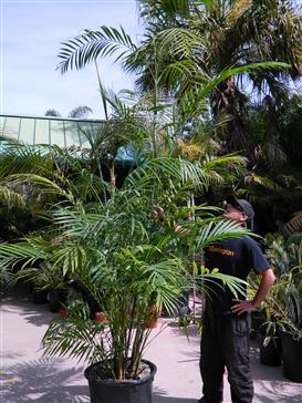 Chamaedorea hooperiana: An attractive suckering pinnate palm that gets to about 12 feet. It will tolerate filtered light and temperatures to about 25 degrees.  It’s a great addition to any tropical garden.