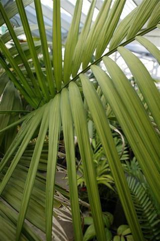  Example of pinnate leaf, C. linearis 