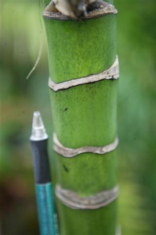 A somewhat thicker trunk, this one
being from Chamaedorea lineari