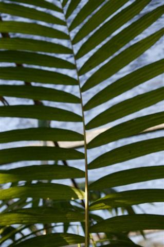 leaf of Chamaedorea tepejilote, basically
in one flat plane  