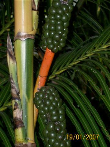 Formed but still not ripe seeds on a
female blossom, C. arenbergiana 