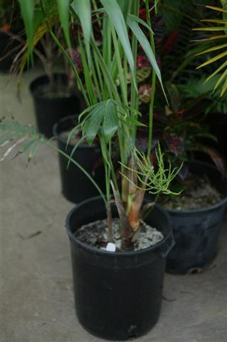 Suckering species, C. hooperiana. 
Note how new basilar stems are forming. 