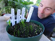 Chamaedorea seeds germinating in community pot