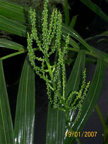 Chamaedorea benzei, female flower with seeds just forming and far from maturity.  Compare with the more heavily branched male flower, last photo