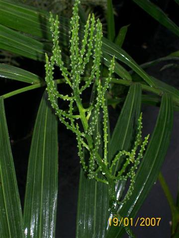 female blossoms of a dioecious I Chamaedorea
benzei with very immature, tiny seeds forming