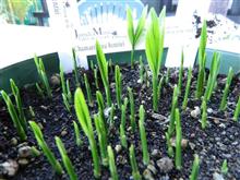 Palm seeds in this container have plenty of room to grow.