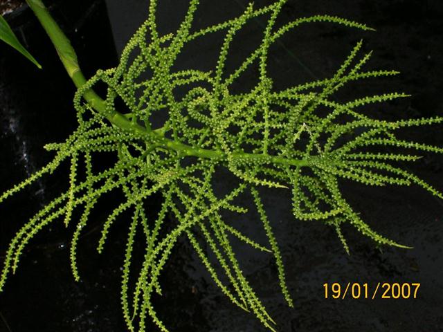 Immature male blossom, C. benzei.  Note
how the flower is quite branched.