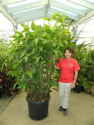 Although a simple leaf plant, this Chamaedorea brachypoda is a suckering species