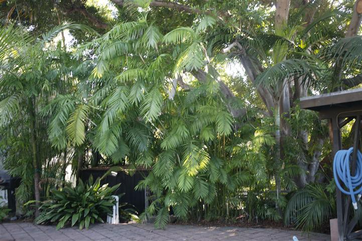 A fine mature specimen of a Chamaedorea hybrid which
shows beauty and vigor; compare to C. seifrtzii to left  