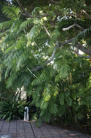 Chamaedorea costaricana:  A great suckering pinnate palm that gets to about 14 feet and will tolerate filtered light and temperatures to about 25 degrees.  A mainstay of a tropical garden.