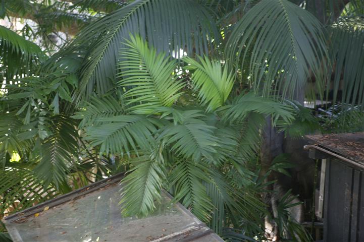 Chamaedorea costaricana hybrid,
closer view of the leaves from above