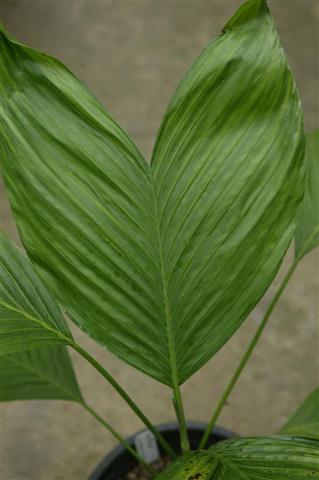 Simple leaf Chamaedorea,
C. ernesti-augusti