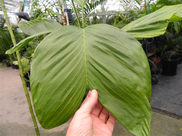  simple leaf of Chamaedorea ernesti-augustii