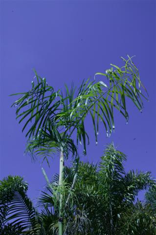 Chamaedorea plumosa: although tall, this is a single trunk species.
It is not a suckering species.