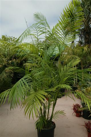 A 15g size nursery grown Chamaedorea
hooperiana  