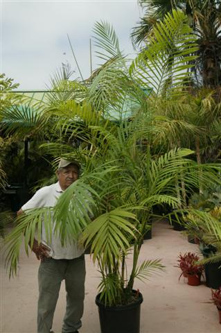 Suckering Chamaedorea hooperiana, a
type of Bamboo Palm