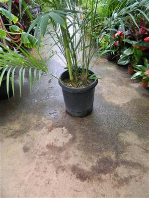 Chamaedorea hooperiana, a classic clustering Bamboo Palm  