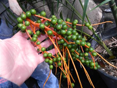 Chamaedorea hooperiana, loaded with green seeds.  They'll turn black when mature.