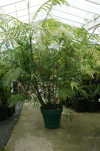  Chamaedorea hooperiana, a superior Bamboo Palm