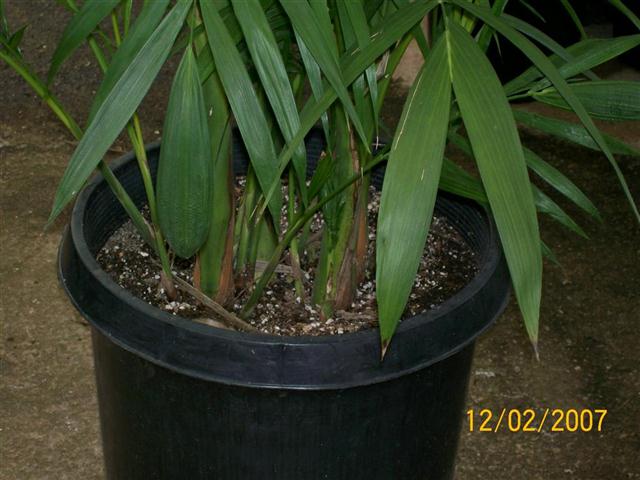 Suckering species, C. hooperiana.  Note how new small stems are forming at the ground level.  Over a long time, this plant could have dozens of stems.  It is a suckering palm.