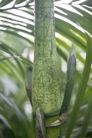 Interesting mottled crown shaft on the
species Chamaedorea linearis