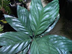 Chamaedorea metallica:   A cute small single trunk, simple leaf palm with a metallic sheen to the leaves.  Takes down to 26 degrees.  Looks best in the shade.