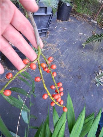  mature fruit on Chamaedorea microspadix 
