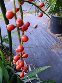  Example of ripe palm fruit