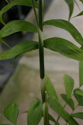 The trunk of this C. neurochlamys shows
white coloring in the upper crown shaft