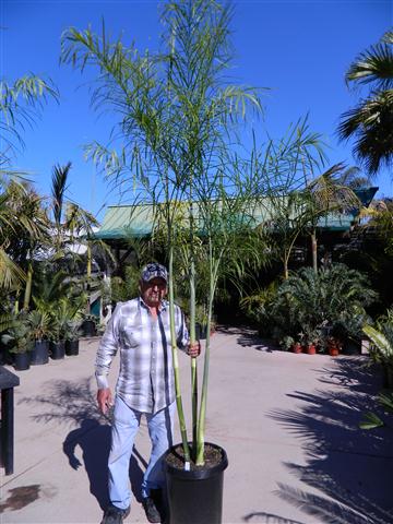  Chamaedorea plumosa is idea for a thin planter strip