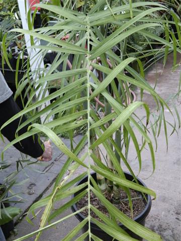 On this Chamaedorea pluosa you see pinnate leaflets
that are both grouped and multi-ranked. Thus this
species is called "plumosa" as it has a fluffy leaf.