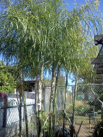 Chamaedorea plumosa planted as
multiples for a fuller appearance