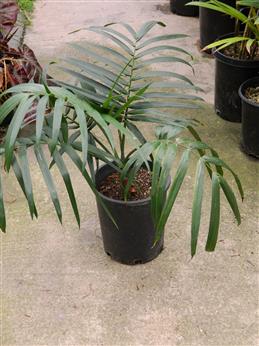 A dwarf, shade or possibly sun tolerant trunkless pinnate palm that only gets to about 4 feet tall and has colorful orange-red fruit.  Good for the interior of a garden and tolerates about 18-20 degrees.  Good for cold coastal areas.  Note that there is a trunk forming variety of this species that has similar cold tolerance