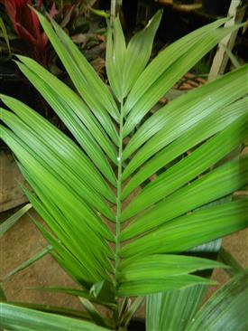  leaf regular form