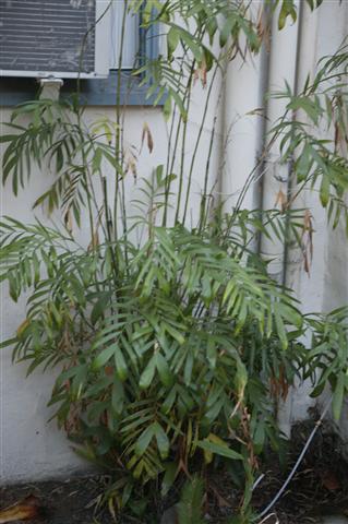 Garden specimen of Chamaedorea
seifrtzii.  Note how open the crown
of leaves is open and sparse.  