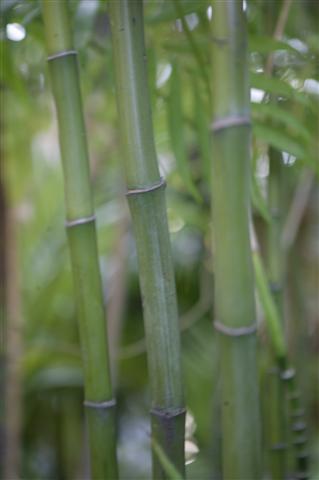 Picture of multiple trunks from a
suckering Chamaedorea species