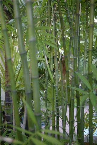 This photo shows a garden specimen
Bamboo Palms with its many trunks.